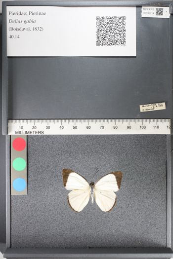 Media type: image;   Entomology 130014